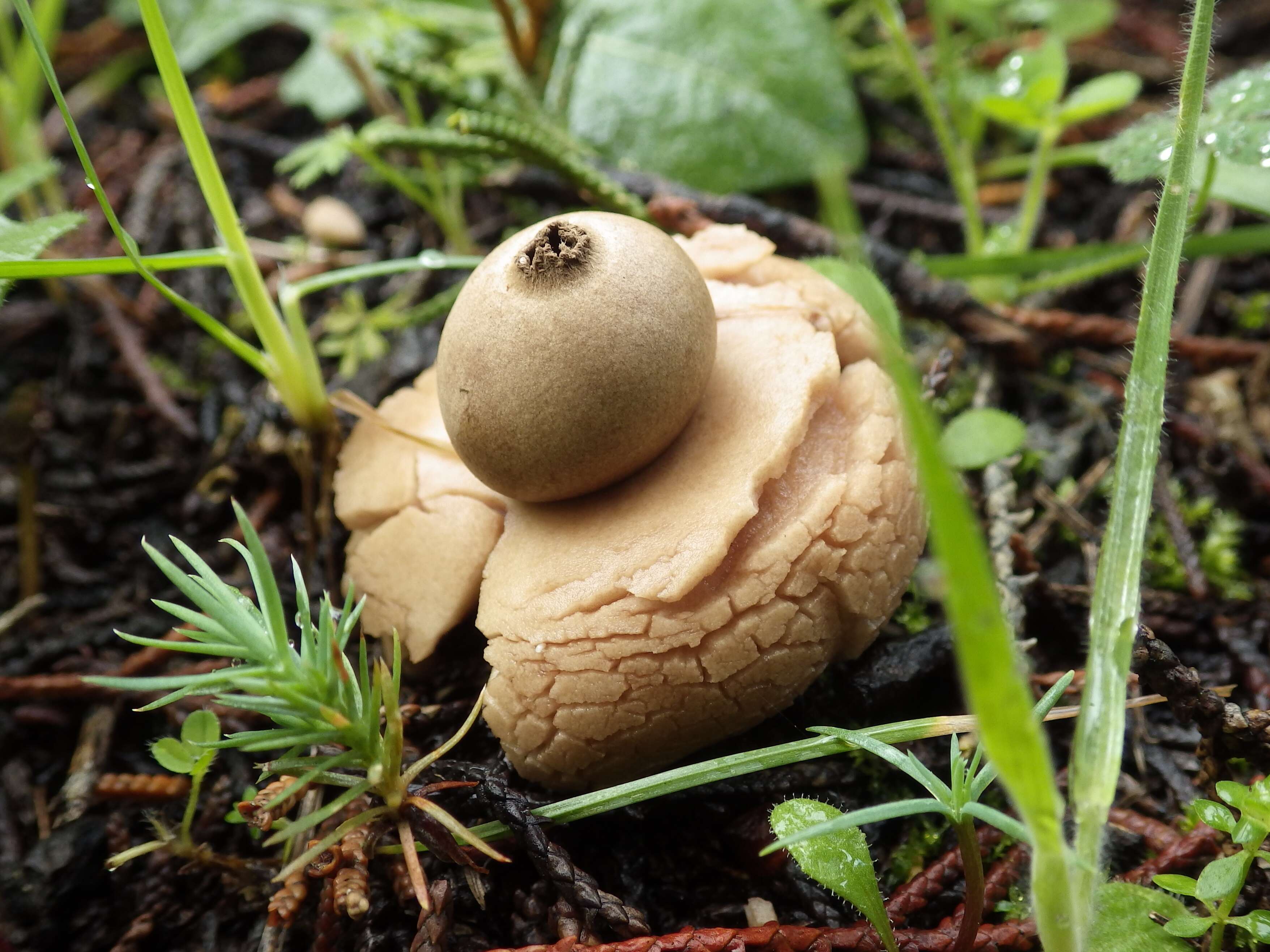 Plancia ëd Geastrum triplex Jungh. 1840