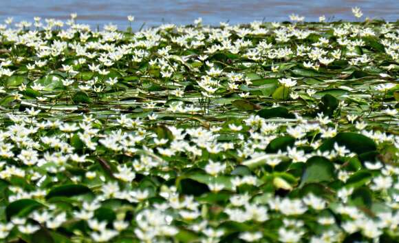 Image de Nymphoides indica subsp. indica