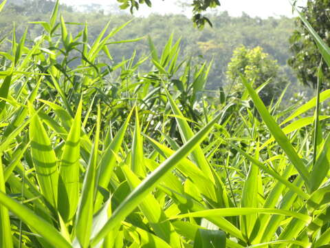 Image of tiger grass