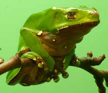 Image of Giant leaf frog