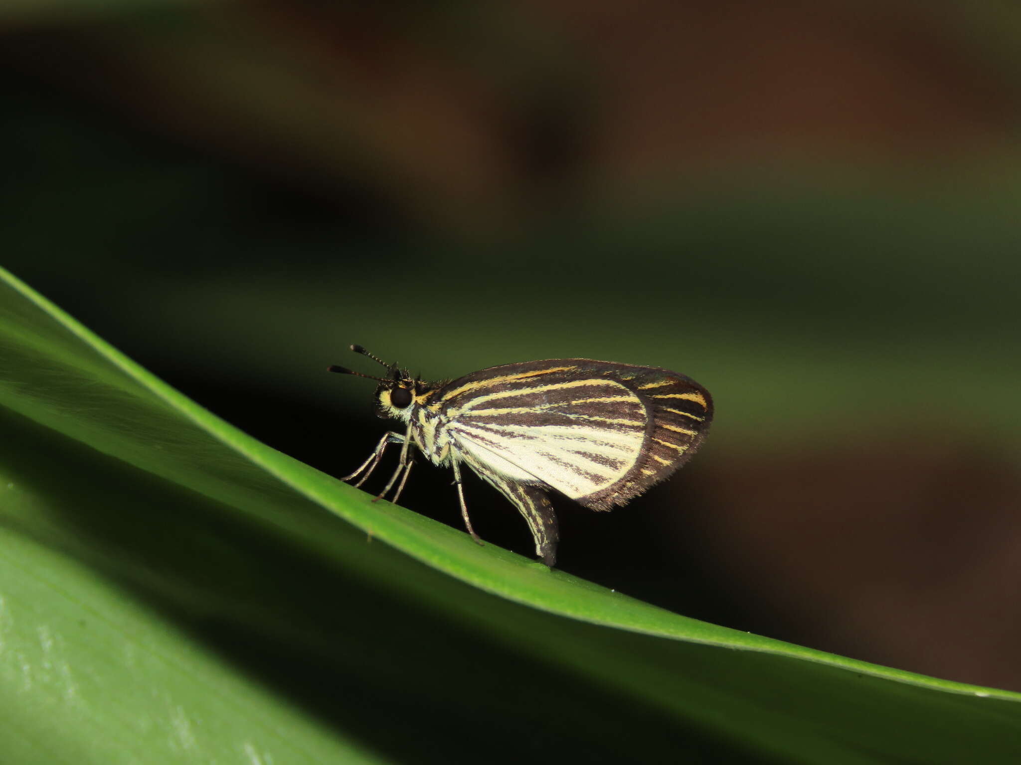 Image of Apaustus gracilis Felder & Felder 1867