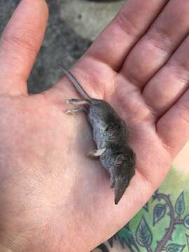 Image of bicoloured white-toothed shrew, bicoloured shrew