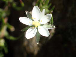 Imagem de Spergula villosa Persoon