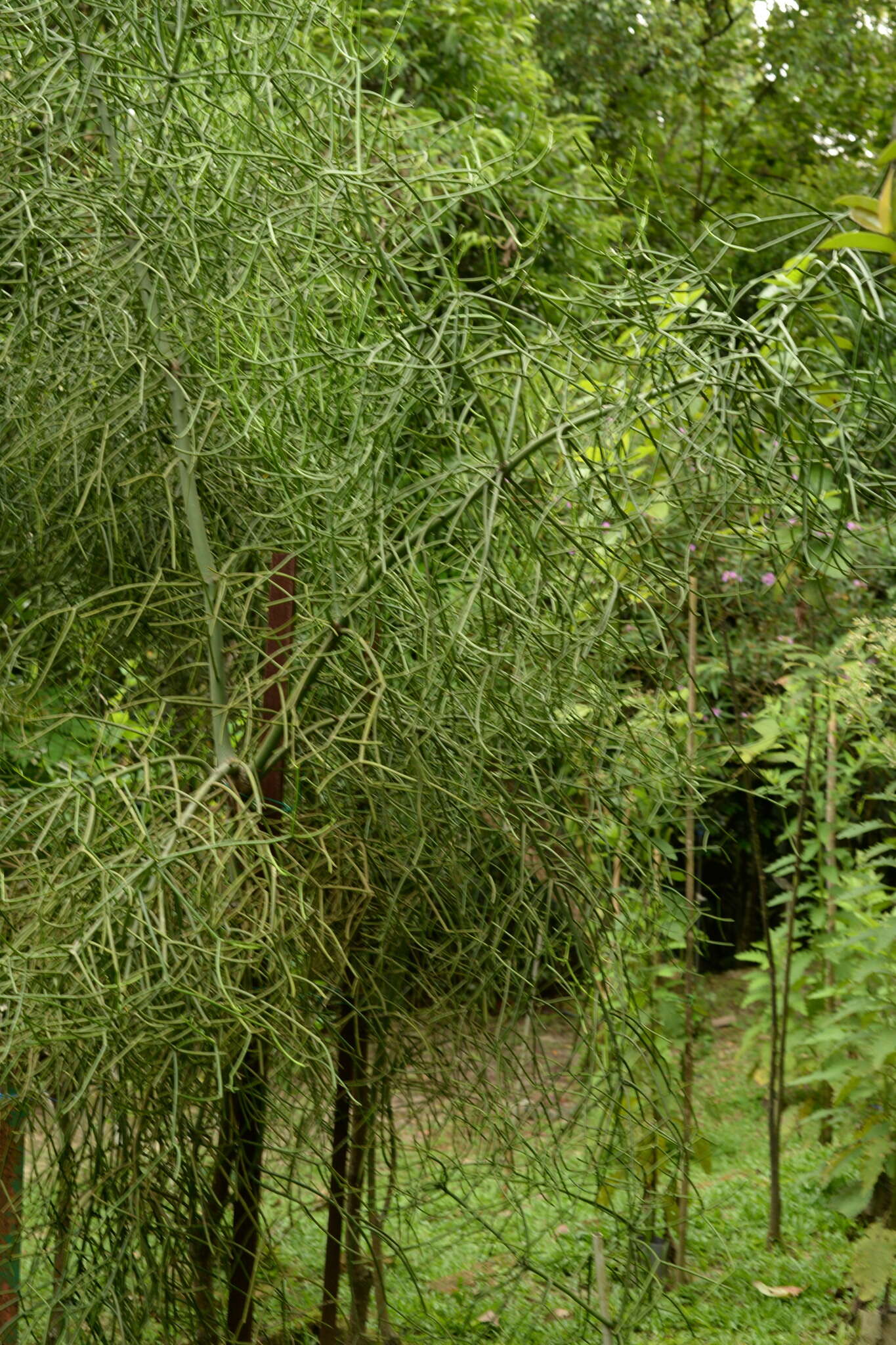 Image of Indiantree spurge