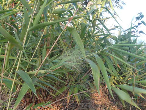 Image of tiger grass