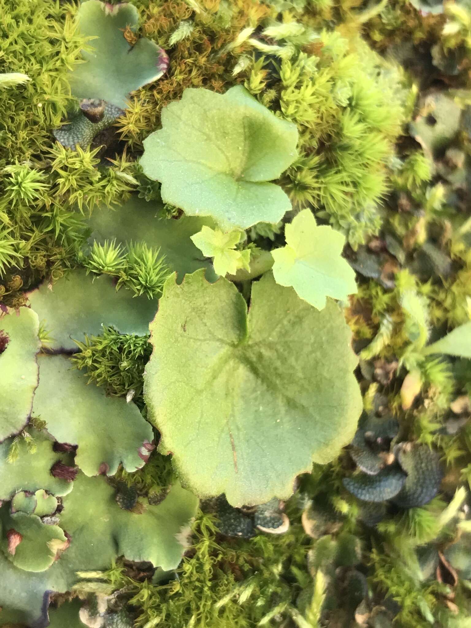 Image of Tetilla hydrocotylifolia DC.