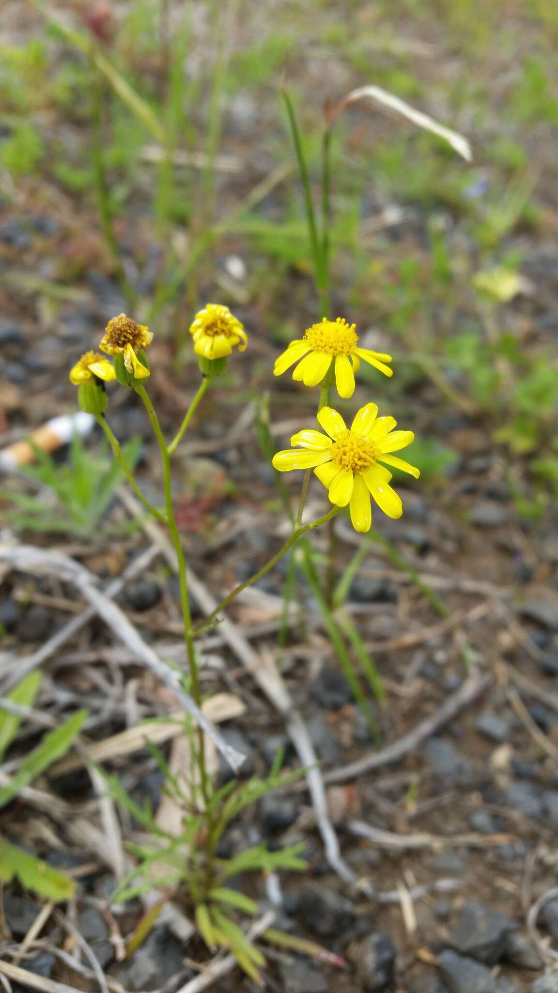 Plancia ëd Senecio brigalowensis I. Thomps.