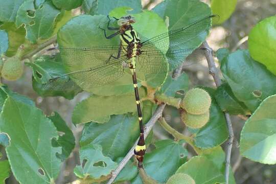 Sivun Neurogomphus zambeziensis Cammaerts 2004 kuva