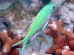 Image of Black-axil chromis