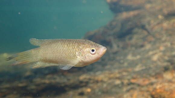 Image of Macropodus hongkongensis Freyhof & Herder 2002