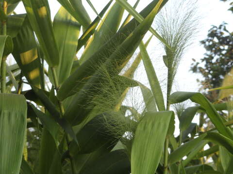 Image of tiger grass