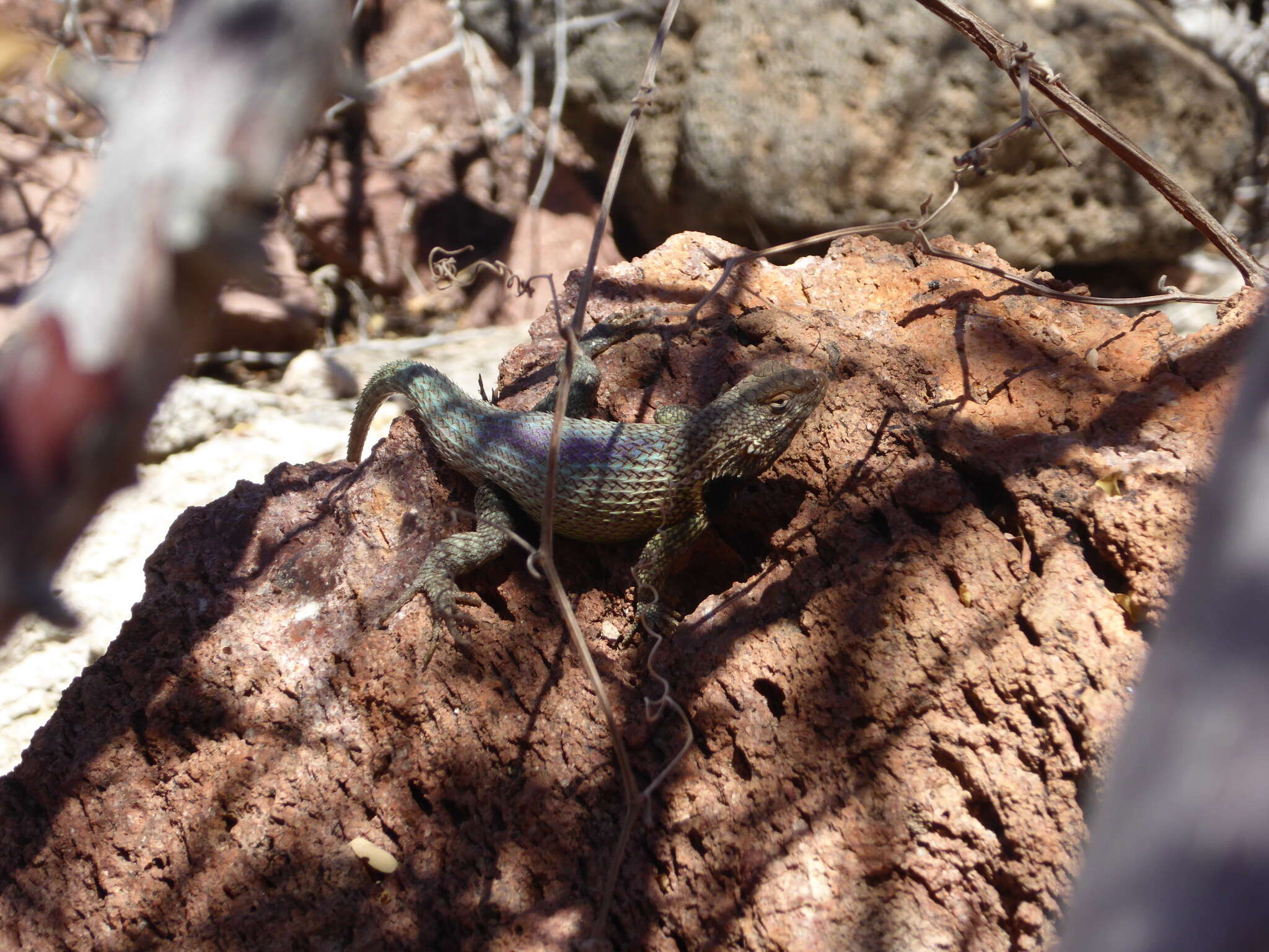 Image of Hunsaker's Spiny Lizard