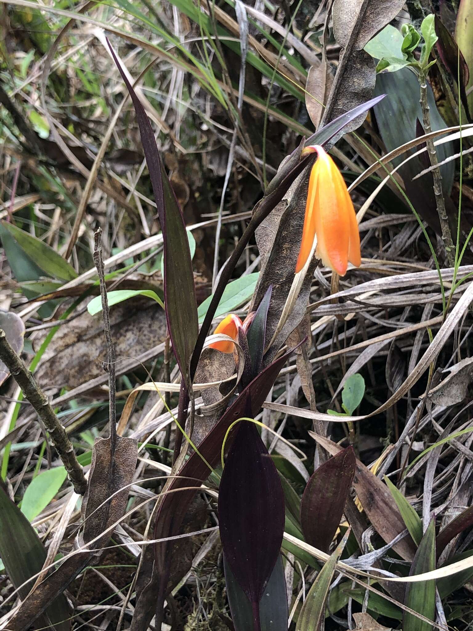 Image of Sobralia crocea (Poepp. & Endl.) Rchb. fil.