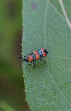 Image of Microrhopala pulchella Baly 1864