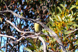 صورة Lichenostomus cratitius (Gould 1841)