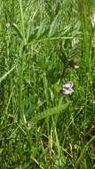 Image of bush vetch