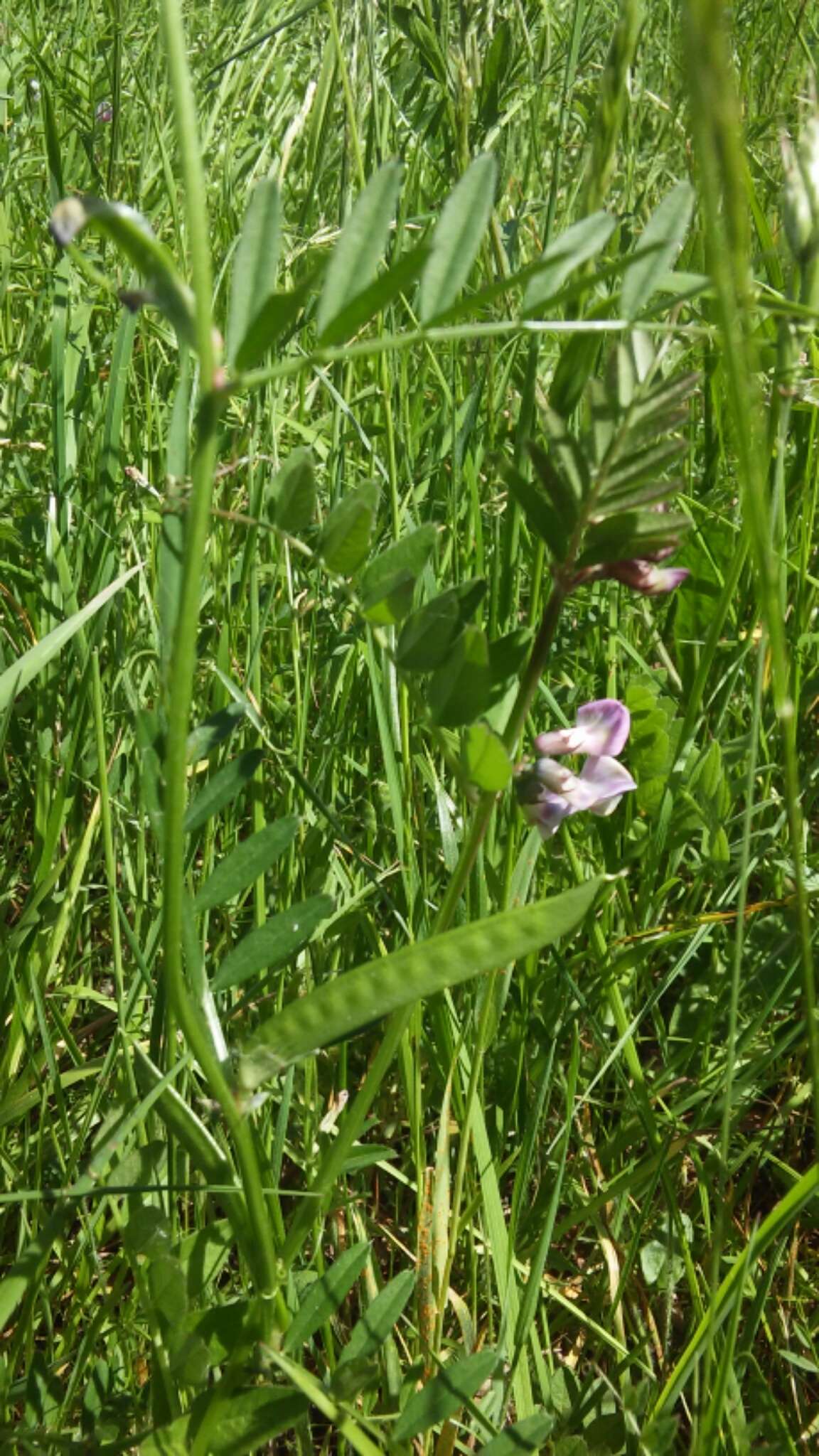 Image of bush vetch