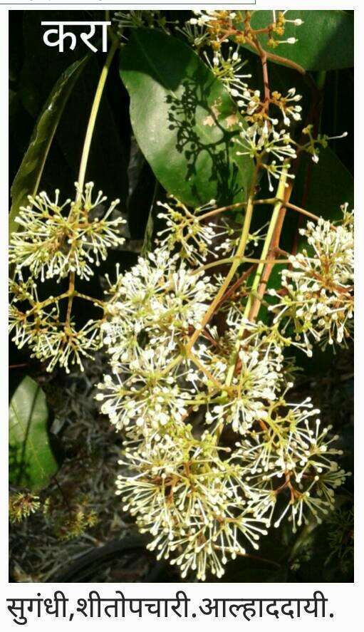 صورة Ixora brachiata Roxb.