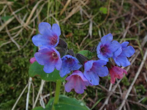 Sivun Pulmonaria stiriaca A. Kerner kuva