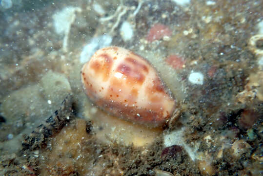 Image of Notocypraea piperita (Gray 1825)