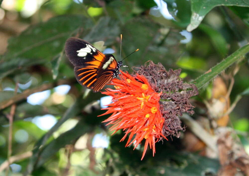 Image of Heliconius melpomene Linnaeus 1758