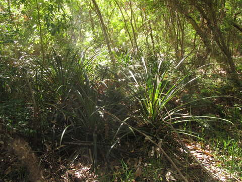 Image of Bromelia antiacantha Bertol.