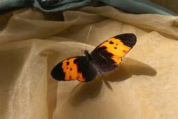 Image of Heliconius numata