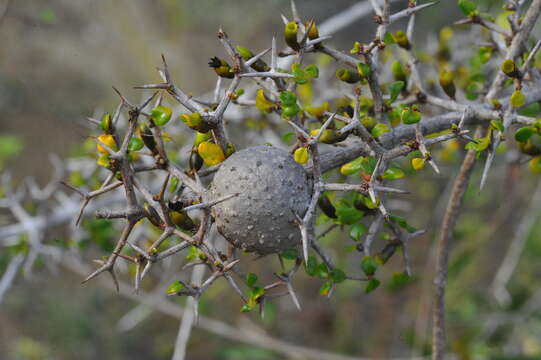 Image of Randia spinifex (Roem. & Schult.) Standl.