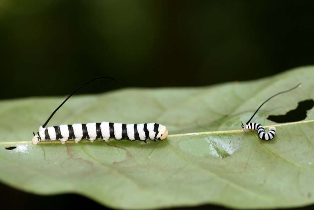 Слика од Isognathus leachii (Swainson 1823)