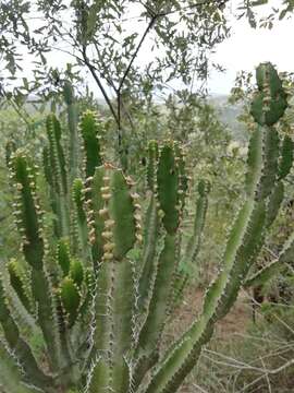 Imagem de Euphorbia triangularis Desf. ex A. Berger