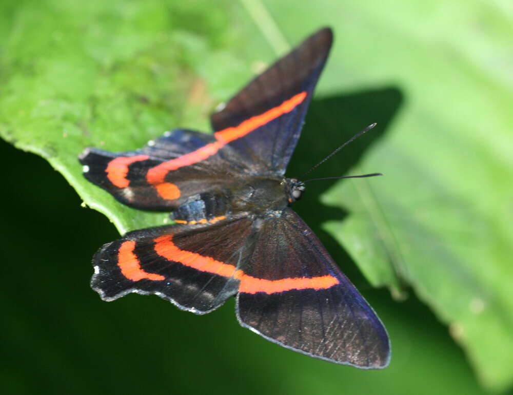 Image of Ancyluris meliboeus Fabricius 1776