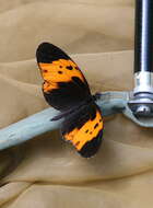 Image of Heliconius numata