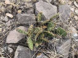 Image of twistspine pricklypear