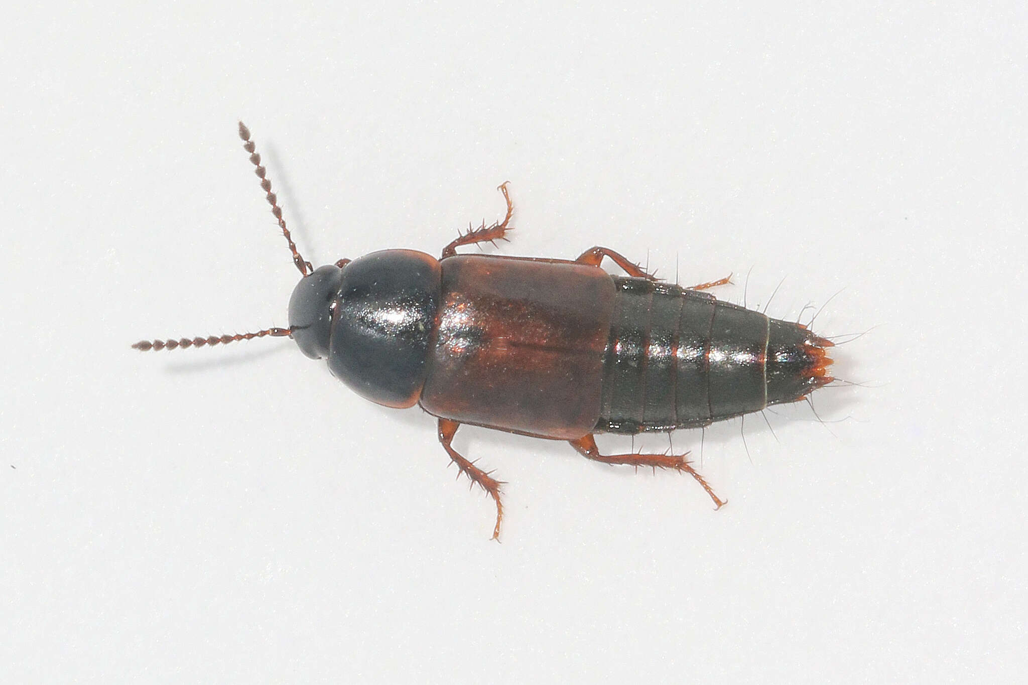 Image of Tachinus (Tachinus) lignorum (Linnaeus 1758)