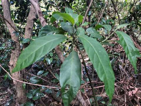 Plancia ëd Deeringia arborescens (R. Br.) Druce