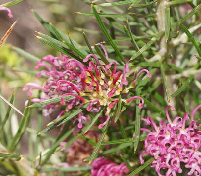 Image of Grevillea confertifolia F. Müll.