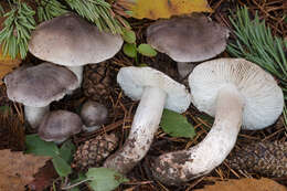 Image of Tricholoma josserandii Bon 1975