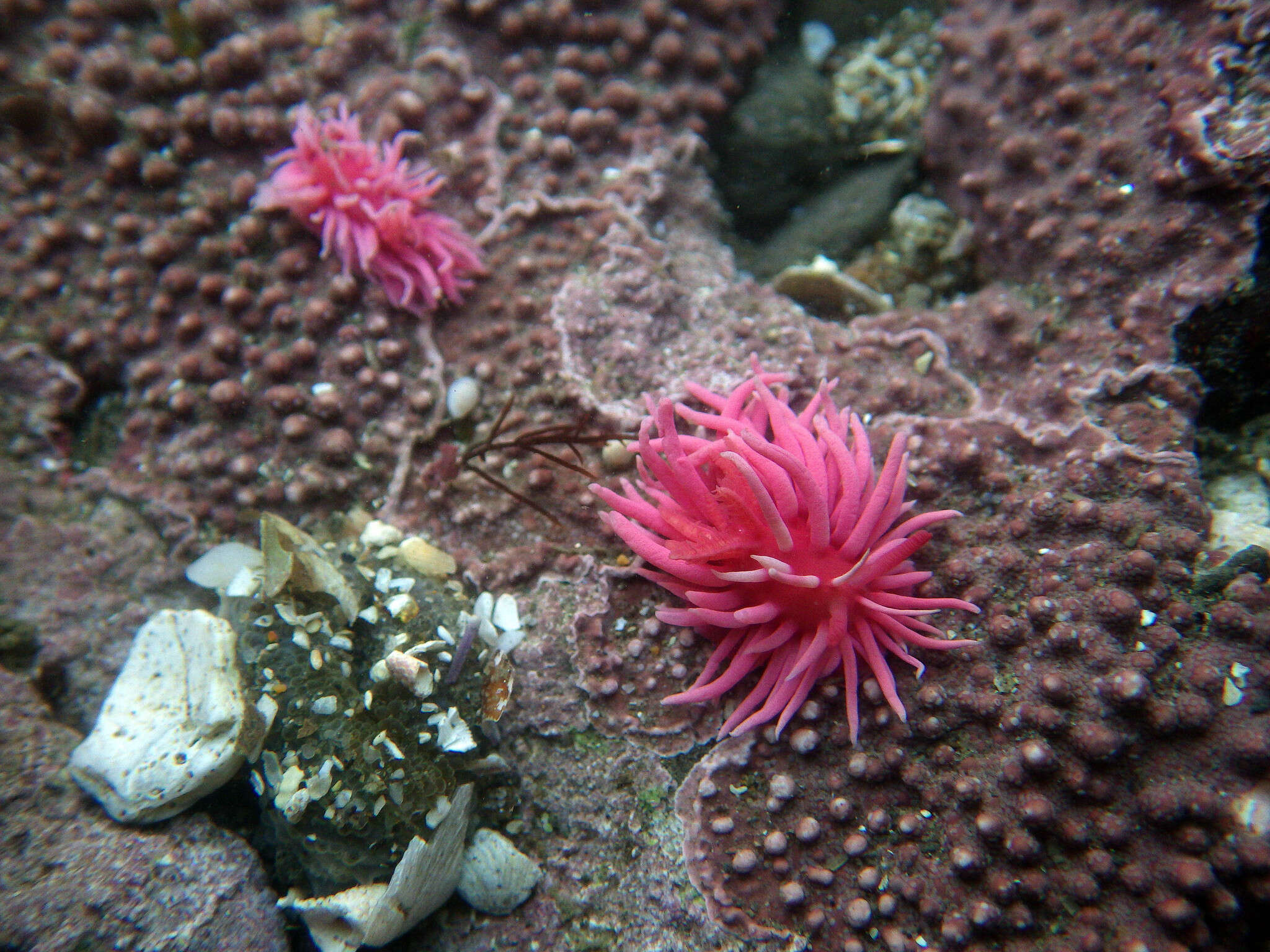 صورة Okenia rosacea (MacFarland 1905)