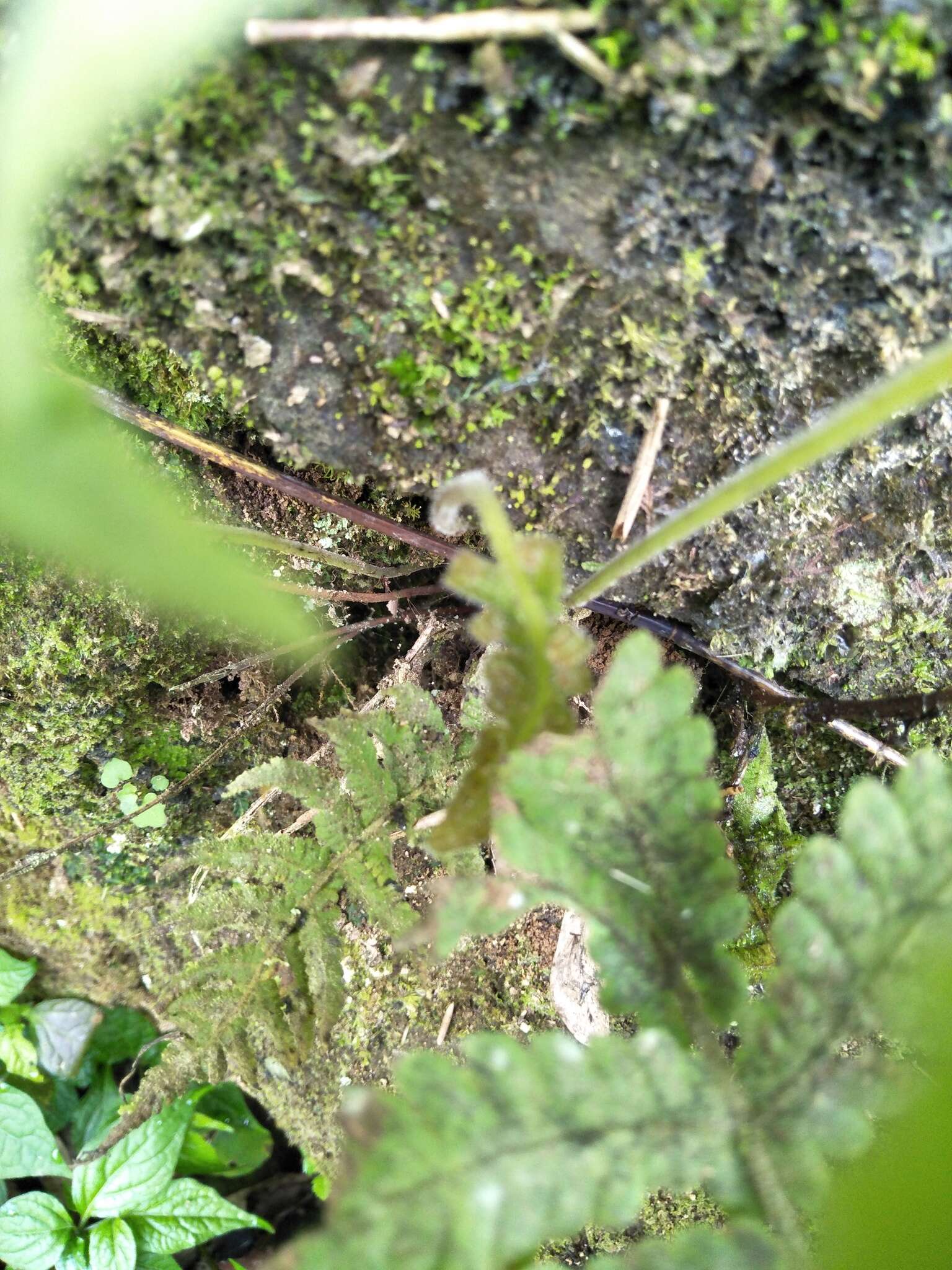 Image of Parasitic Waterfall Fern