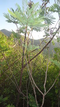 Plancia ëd Leucaena greggii S. Watson