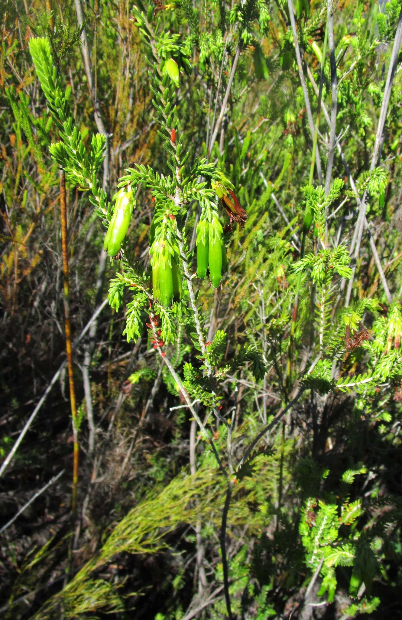 Plancia ëd Erica viridiflora subsp. viridiflora