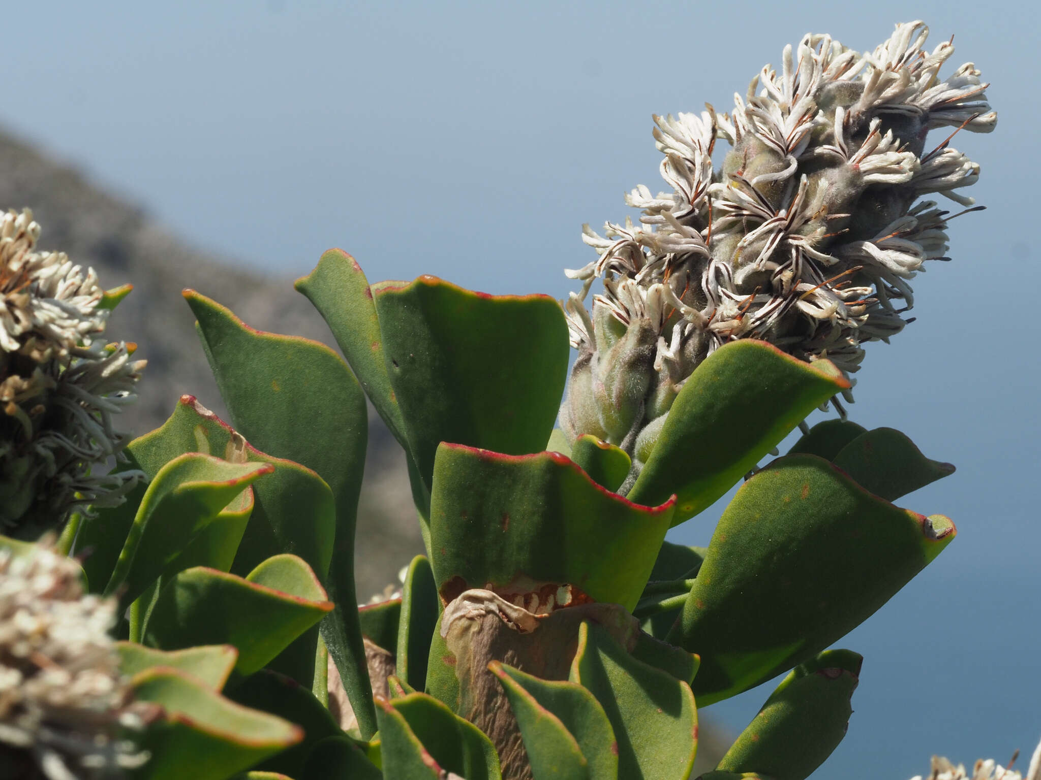 Image of Bottlebush