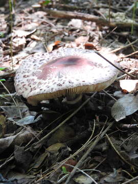 Image of Lepiota decorata Zeller 1929