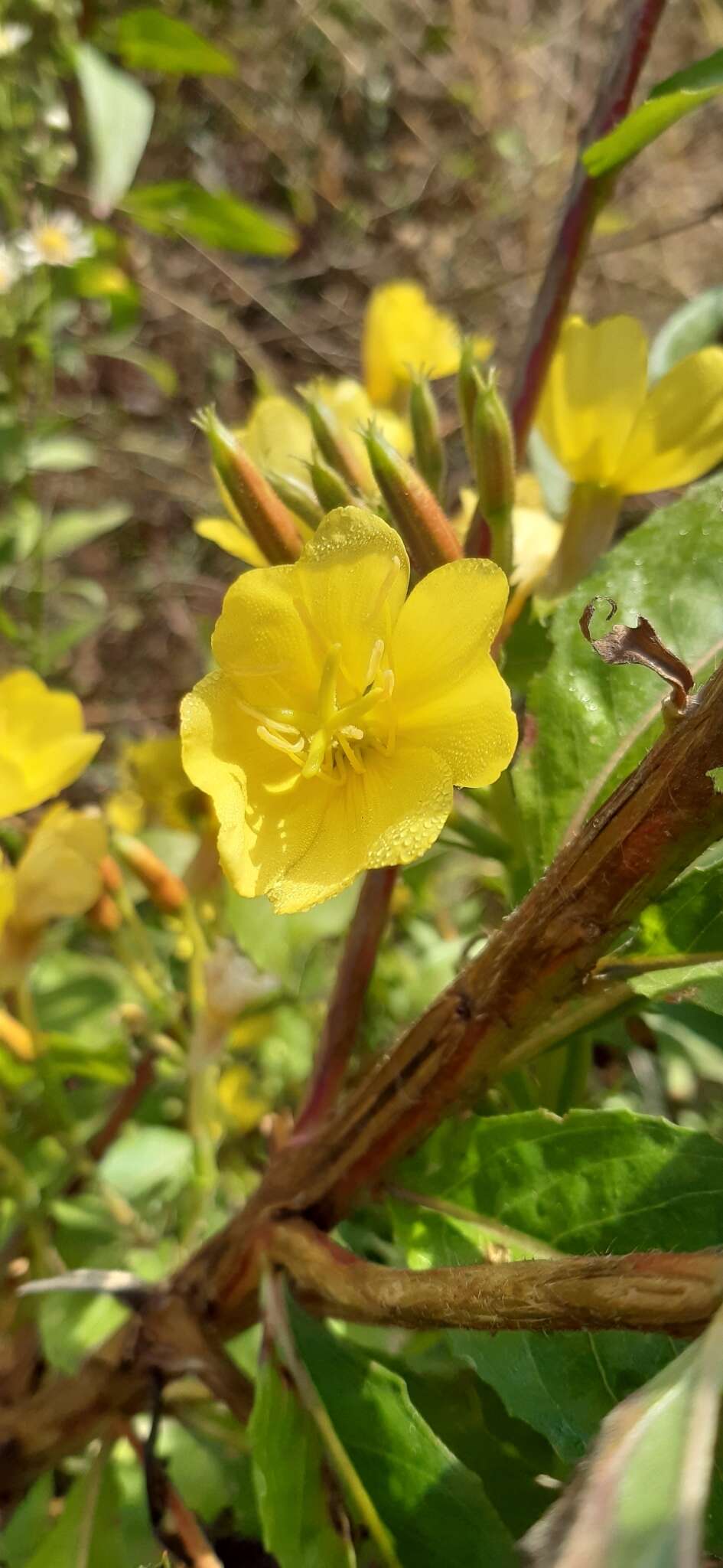 Image of common evening primrose