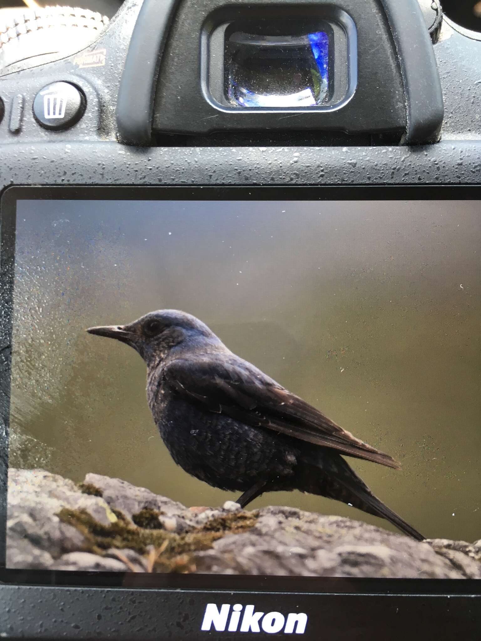 Image de Monticola solitarius solitarius (Linnaeus 1758)