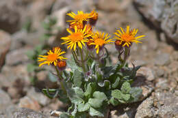 Image of Tephroseris integrifolia subsp. primulifolia (Cufod.) Greuter