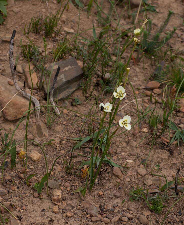 Image of Moraea bellendenii (Sweet) N. E. Br.