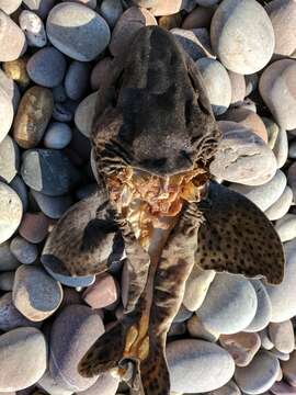 Image of Lesser Spotted Dogfish