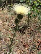 Image of prairie thistle