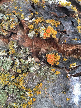 Image of orange wall lichen